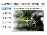 人教版生物八年级上册--5.2.2先天性行为和学习行为    课件