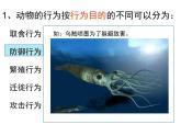 人教版生物八年级上册--5.2.2先天性行为和学习行为    课件