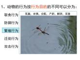 人教版生物八年级上册--5.2.2先天性行为和学习行为    课件