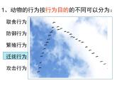 人教版生物八年级上册--5.2.2先天性行为和学习行为    课件
