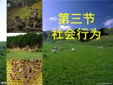 人教版生物八年级上册--5.2.3社会行为    课件