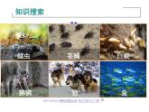 人教版生物八年级上册--5.2.3社会行为    课件