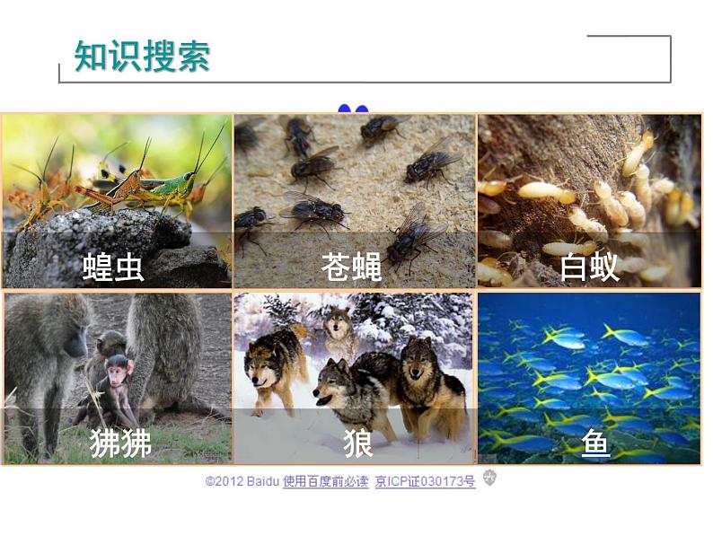 人教版生物八年级上册--5.2.3社会行为    课件02