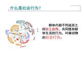 人教版生物八年级上册--5.2.3社会行为    课件