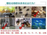 人教版生物八年级上册--5.2.3社会行为    课件