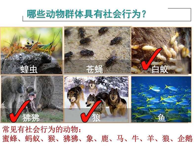 人教版生物八年级上册--5.2.3社会行为    课件04