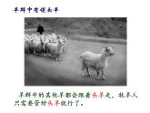 人教版生物八年级上册--5.2.3社会行为    课件