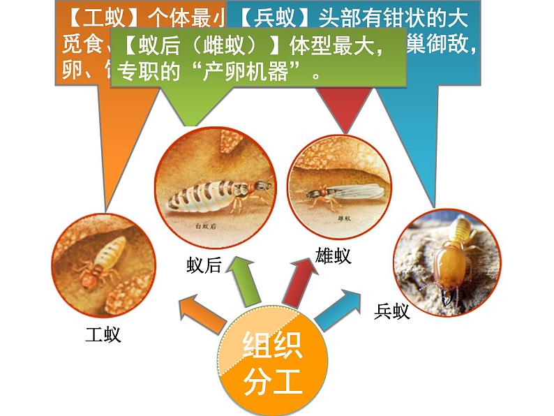 人教版生物八年级上册--5.2.3社会行为    课件07