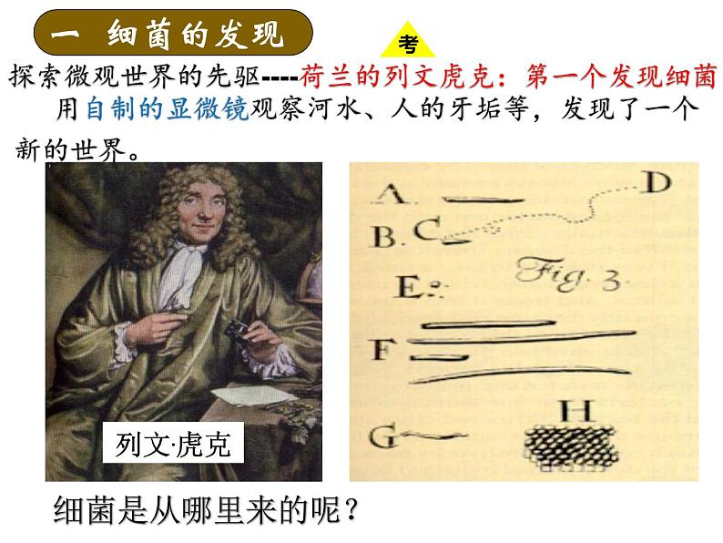 人教版生物八年级上册--5.4.2细菌    课件第5页