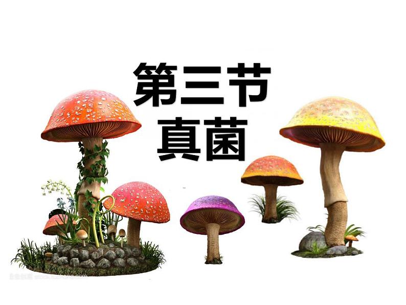 人教版生物八年级上册--5.4.3  真菌  课件第1页