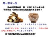 人教版生物八年级上册--5.4.3  真菌  课件
