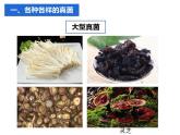 人教版生物八年级上册--5.4.3  真菌  课件