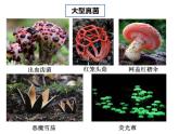 人教版生物八年级上册--5.4.3  真菌  课件