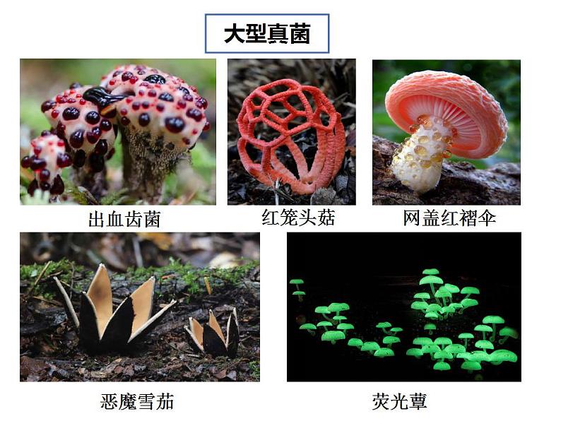 人教版生物八年级上册--5.4.3  真菌  课件第4页