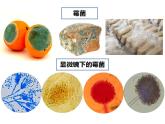 人教版生物八年级上册--5.4.3  真菌  课件