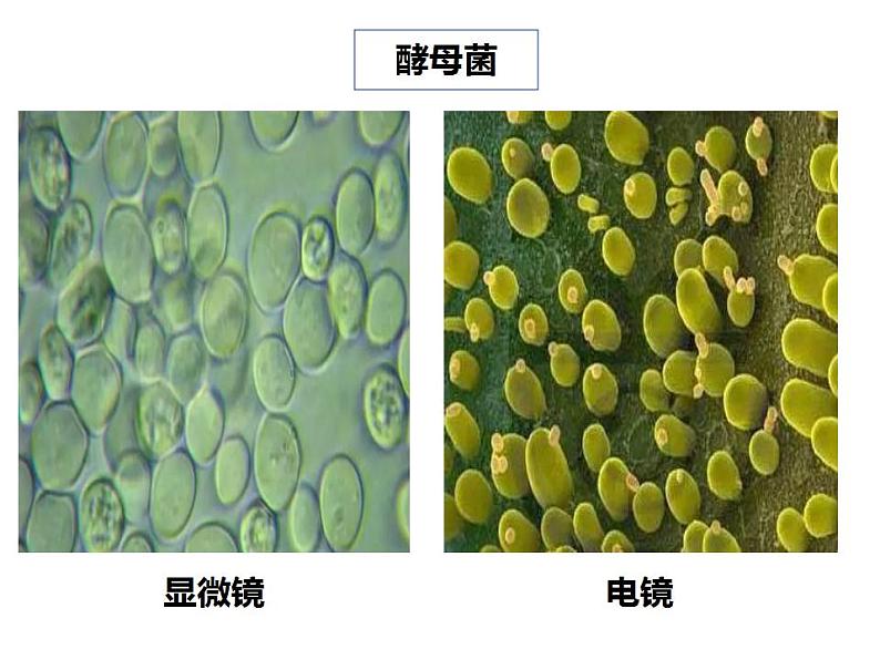 人教版生物八年级上册--5.4.3  真菌  课件第6页