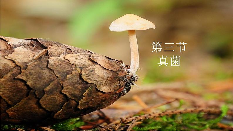 人教版生物八年级上册--5.4.3真菌    课件01