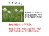 人教版生物八年级上册--5.4.3真菌    课件