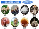 人教版生物八年级上册--5.4.3真菌    课件
