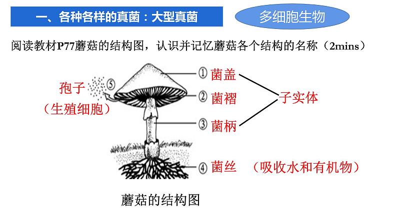 人教版生物八年级上册--5.4.3真菌    课件04