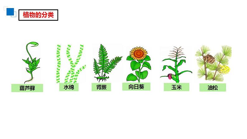 人教版生物八年级上册--6.1.1尝试对生物进行分类  课件第4页