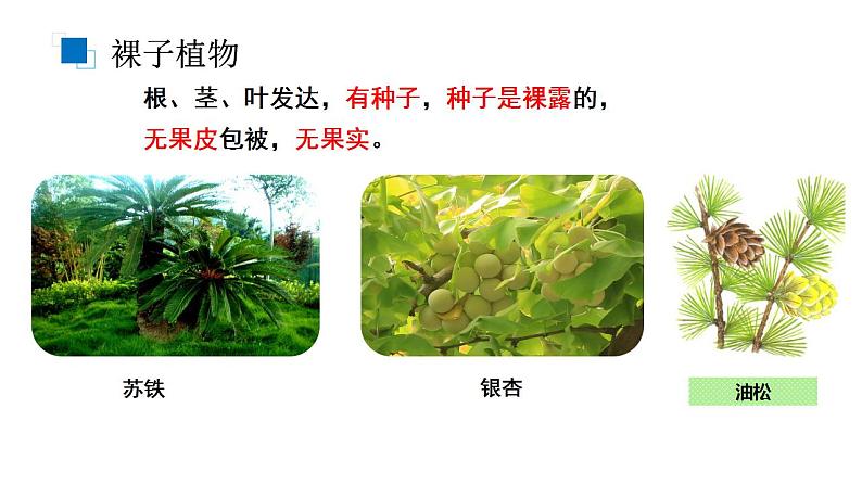 人教版生物八年级上册--6.1.1尝试对生物进行分类  课件第8页