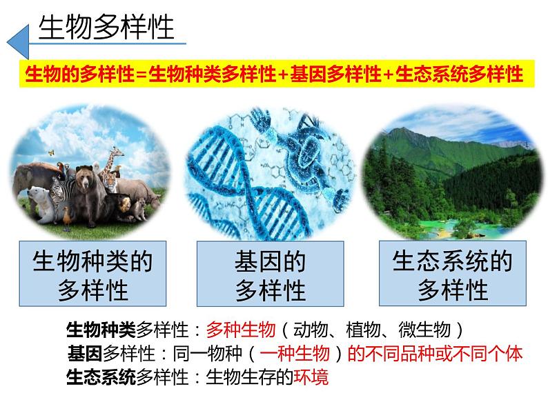 人教版生物八年级上册--6.2 认识生物的多样性  课件02