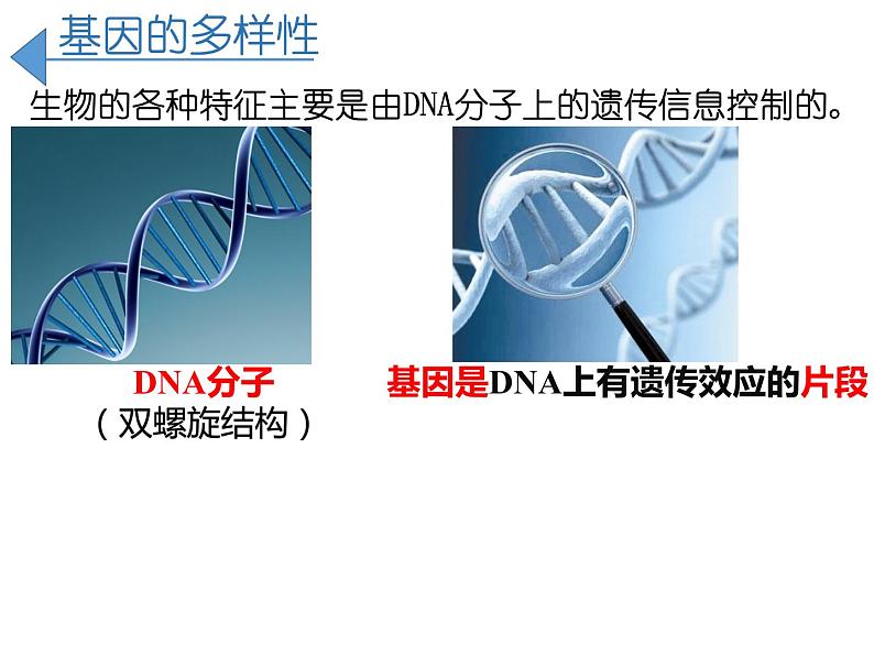 人教版生物八年级上册--6.2 认识生物的多样性  课件07