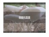 人教版生物八年级上册--5.4.1细菌和真菌的分布    课件