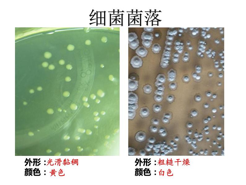 人教版生物八年级上册--5.4.1细菌和真菌的分布    课件08