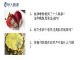 人教版生物八年级上册--5.4.4细菌和真菌在自然界中的作用    课件