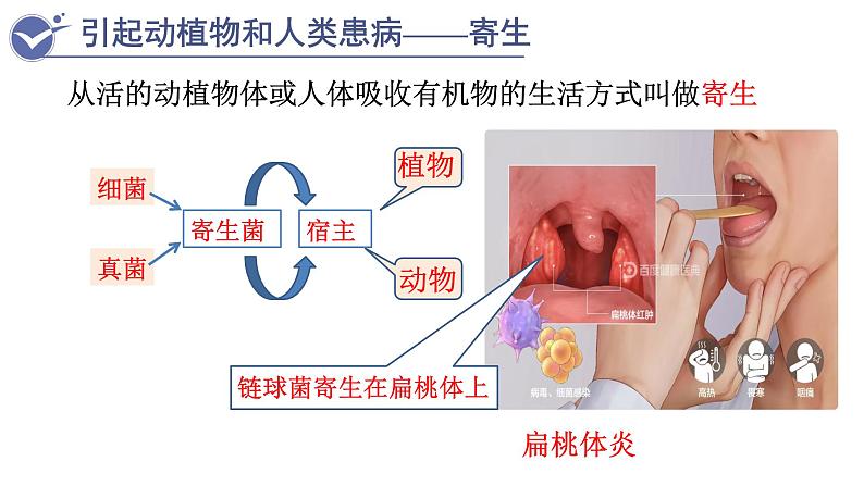 人教版生物八年级上册--5.4.4细菌和真菌在自然界中的作用    课件第8页