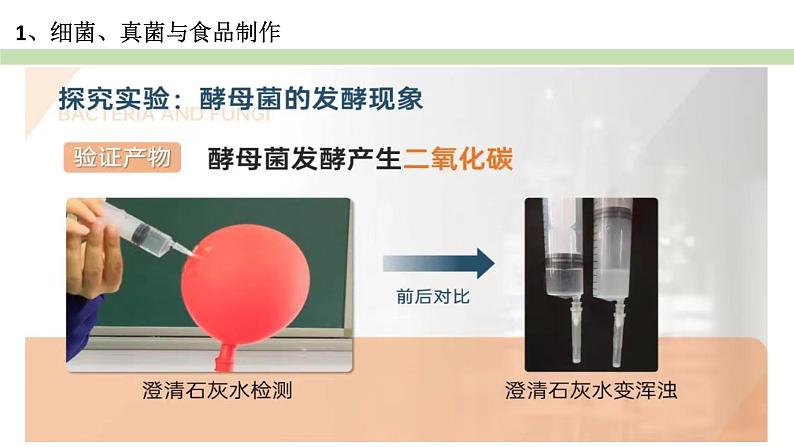 人教版生物八年级上册--5.4.5人类对细菌和真菌的利用    课件07