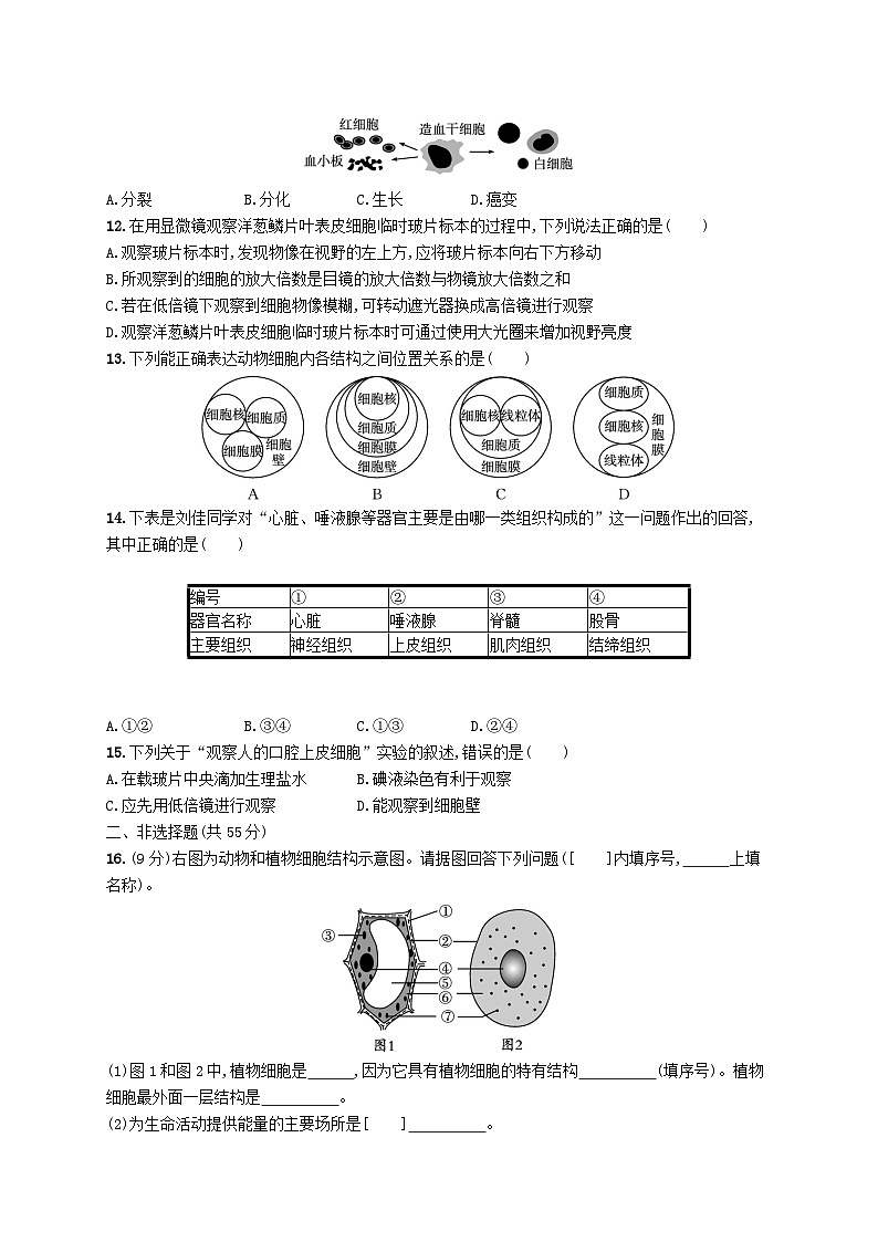 2022七年级生物上册第2单元生物体的结构层次测评新版苏教版02
