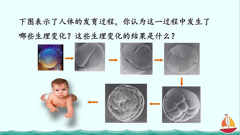 2.2.2动物体的结构层次课件PPT第4页