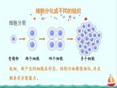 2.2.2动物体的结构层次课件PPT