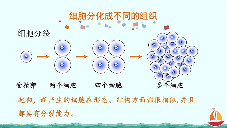 2.2.2动物体的结构层次课件PPT第5页