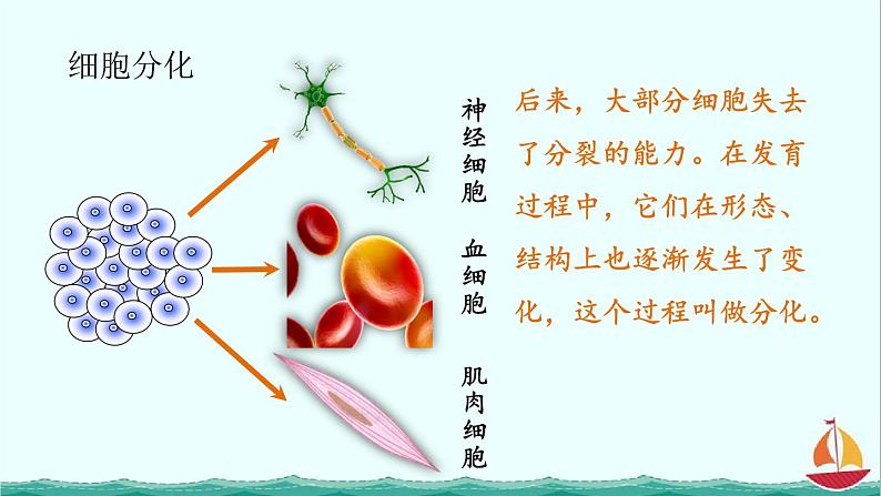 2.2.2动物体的结构层次课件PPT第7页