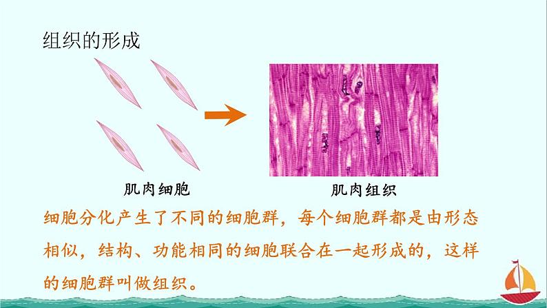 2.2.2动物体的结构层次课件PPT第8页