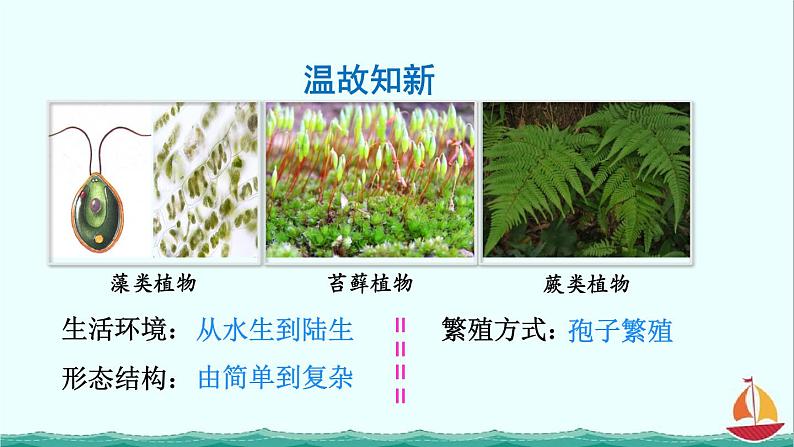 3.1.2种子植物课件PPT03