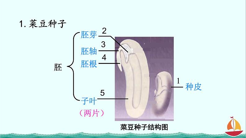 3.1.2种子植物课件PPT06