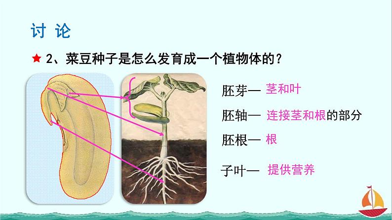 3.1.2种子植物课件PPT08