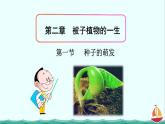 3.2.1种子的萌发课件PPT
