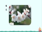 3.2.3开花和结果课件PPT