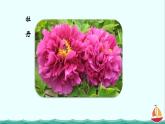 3.2.3开花和结果课件PPT