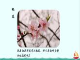 3.2.3开花和结果课件PPT