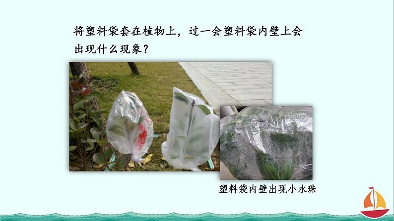 3.3绿色植物与生物圈的水循环课件PPT03