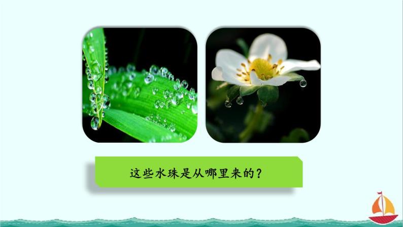 3.3绿色植物与生物圈的水循环课件PPT04