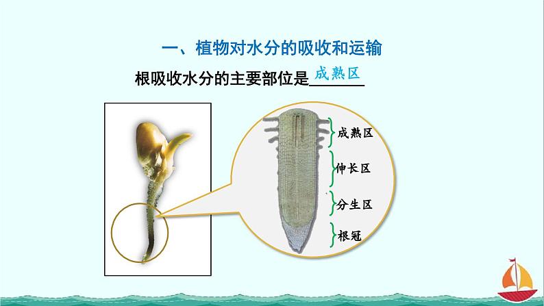 3.3绿色植物与生物圈的水循环课件PPT05