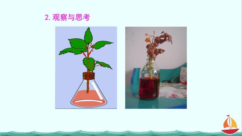 3.3绿色植物与生物圈的水循环课件PPT07